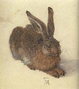 A Young Hare Albrecht Durer